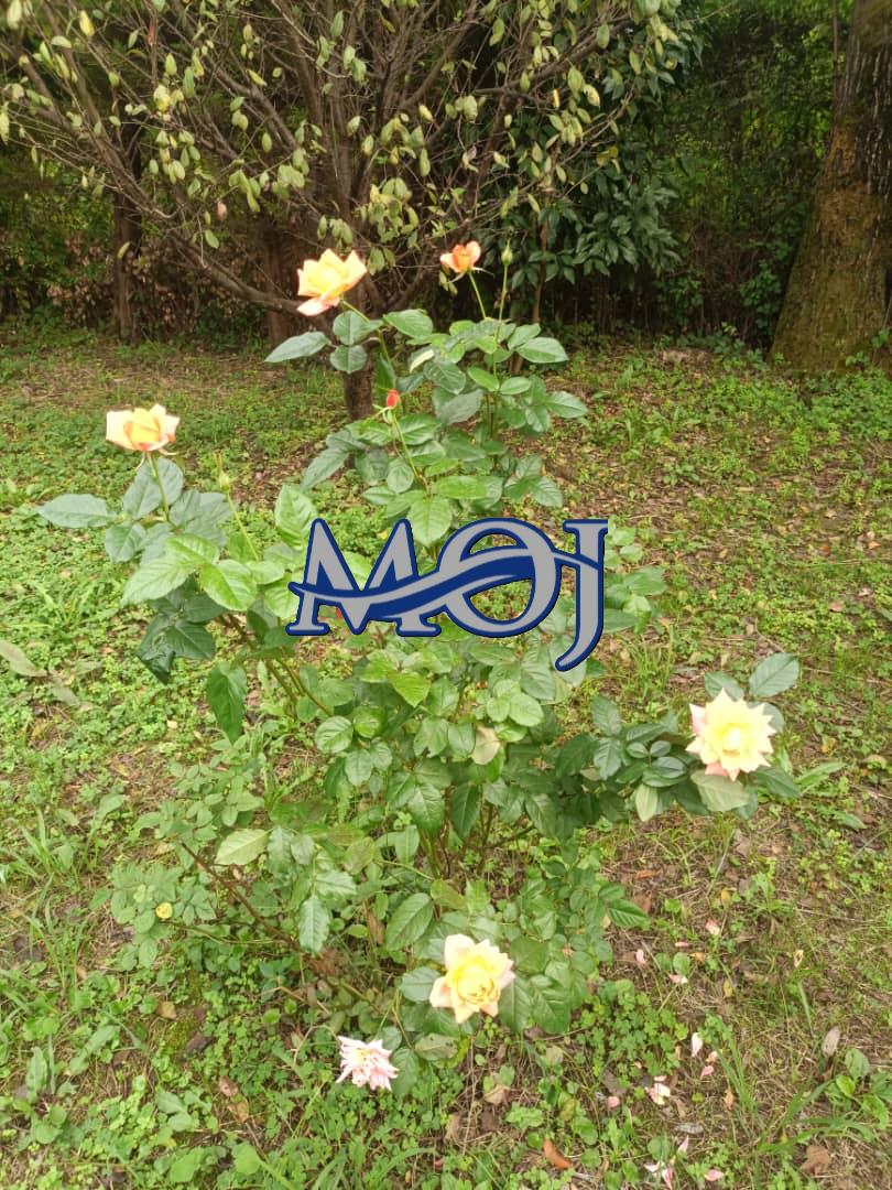 کد ملک : 758